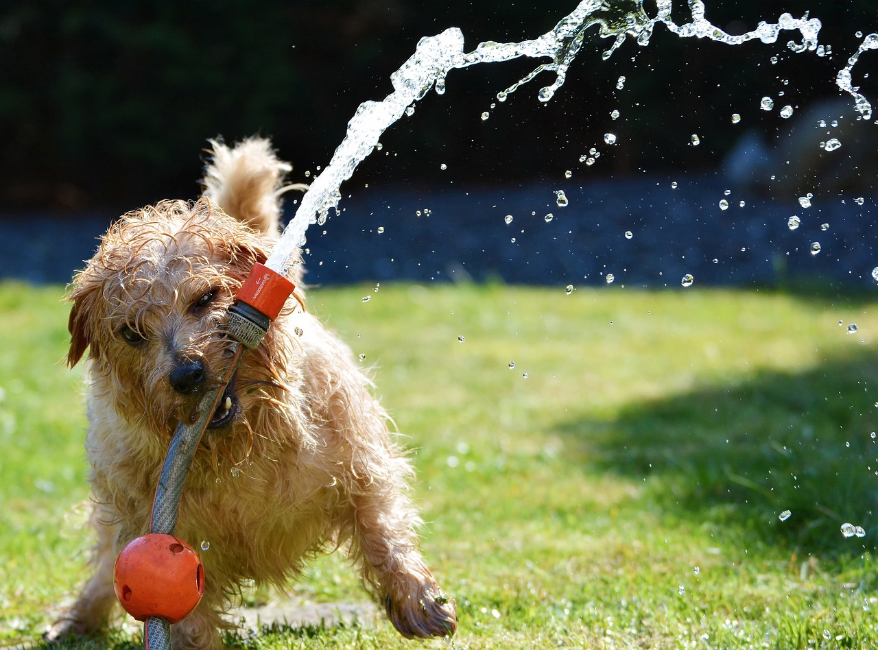 夏の愛犬を守ろう！犬の熱中症対策完全ガイドのイメージ
