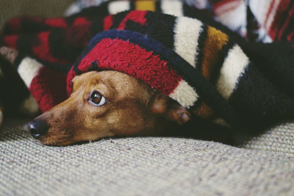 犬と毛布