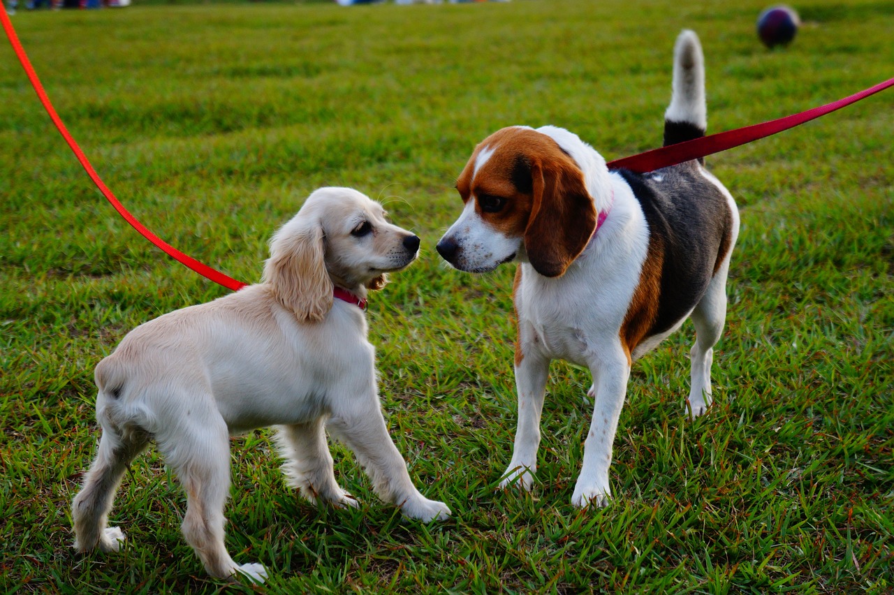 2匹の犬