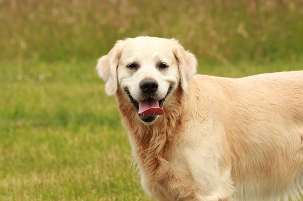 笑顔で見つめる犬