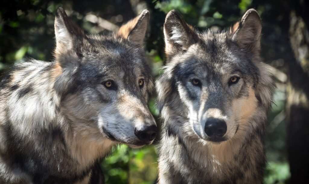 2匹の狼