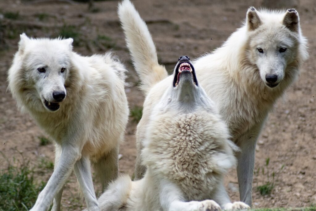 白い3匹の狼