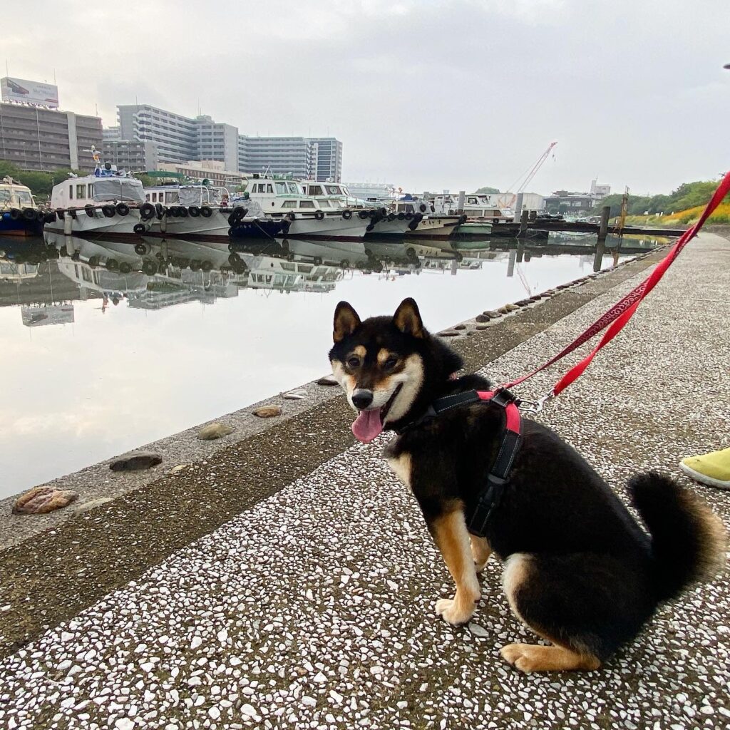 運河と愛犬