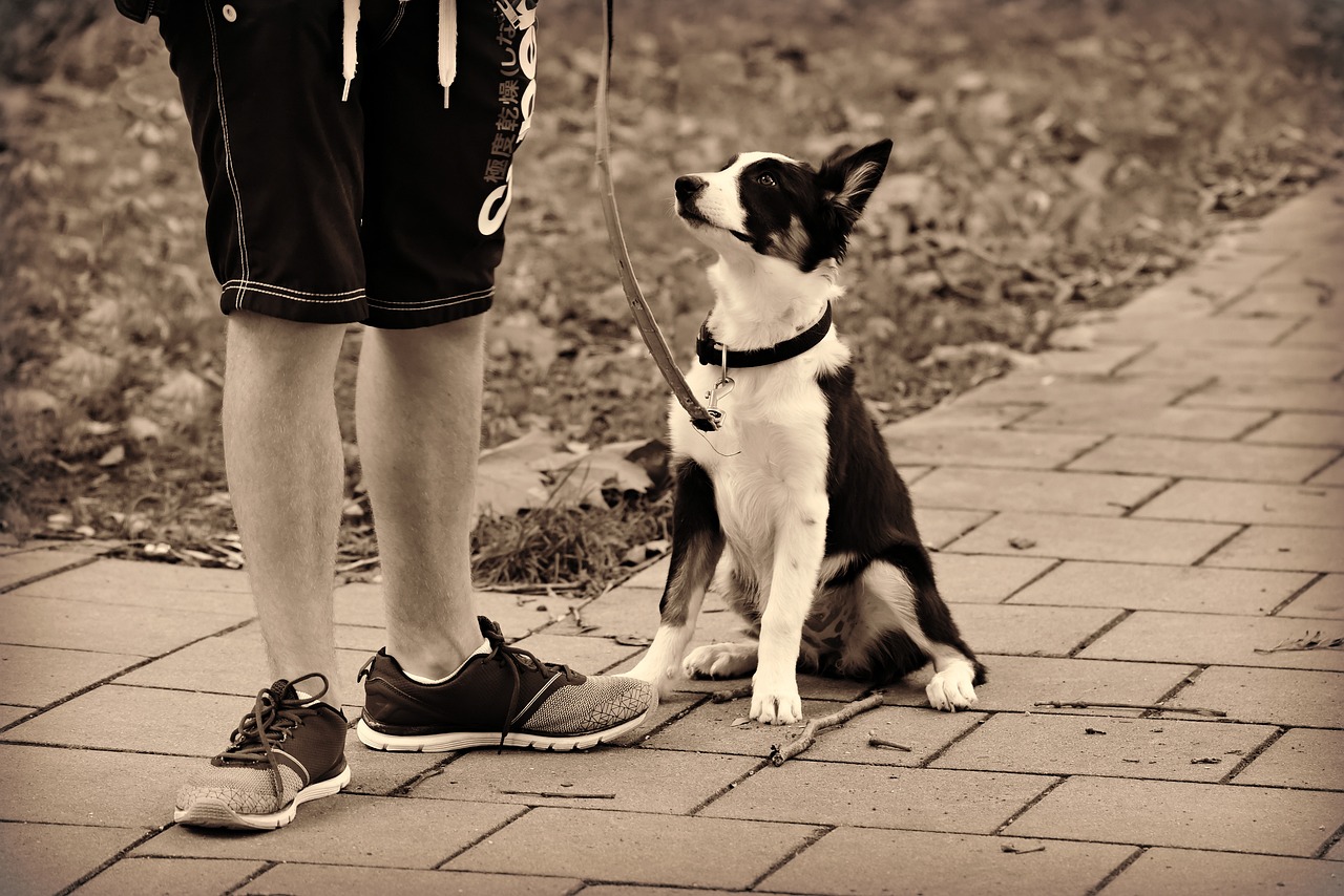お座りしている犬