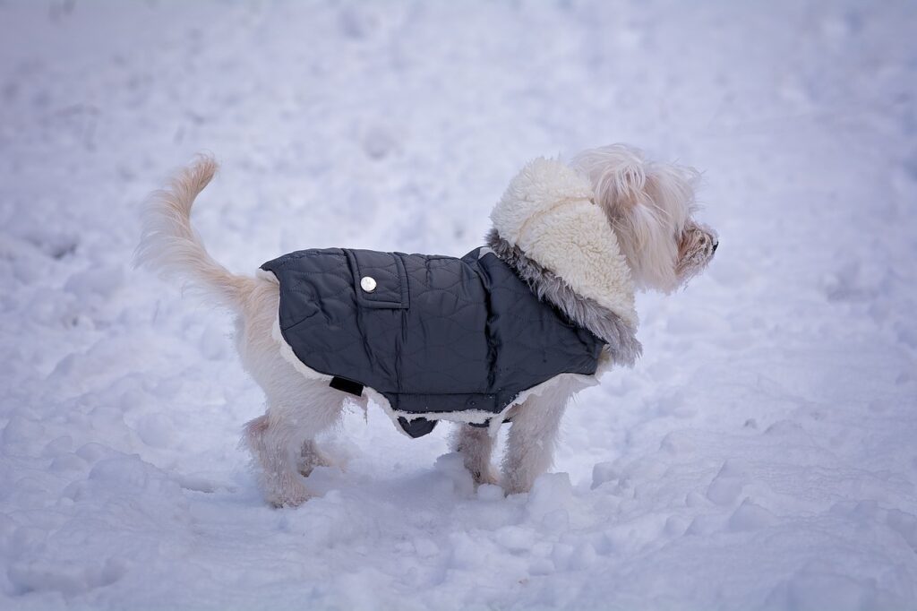 雪に佇む犬