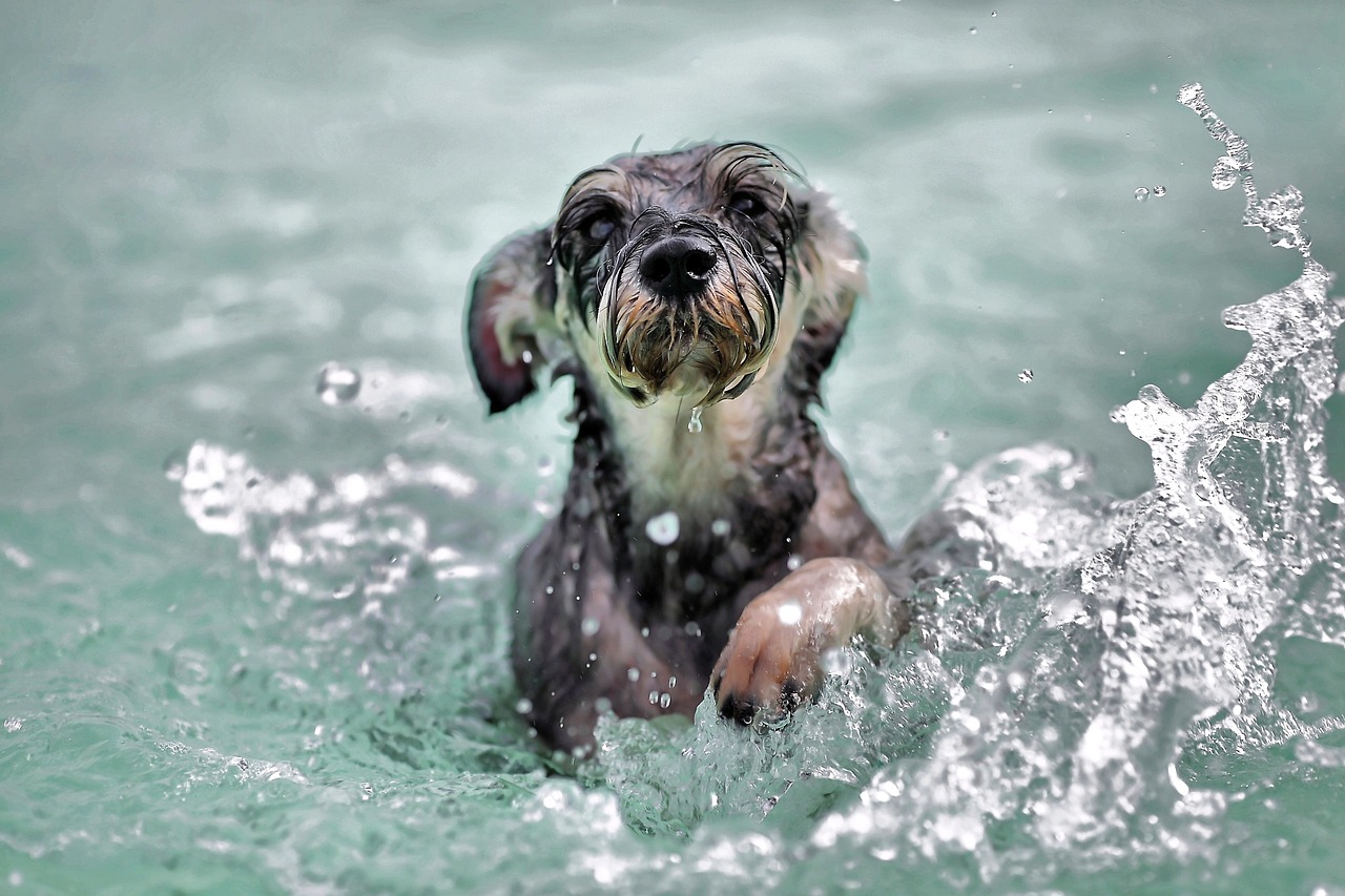 水遊びしている犬