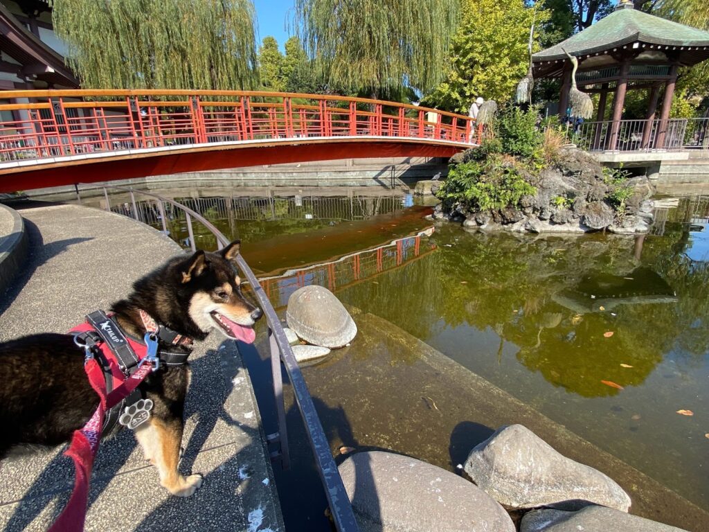 池と犬