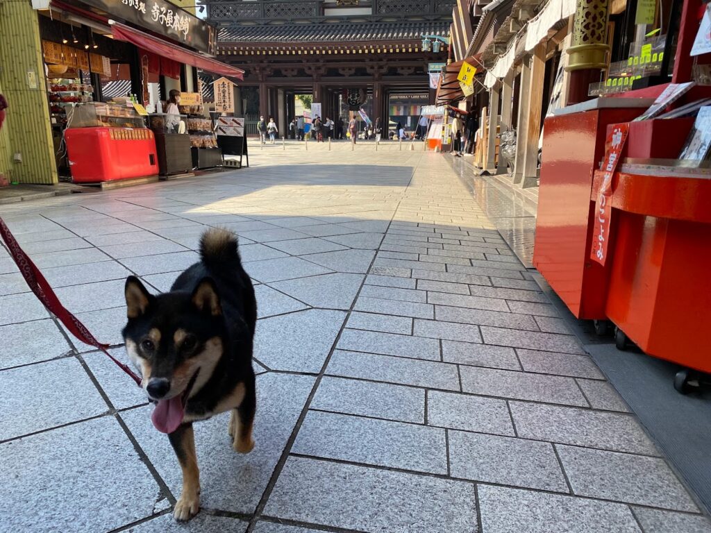 参道を歩く犬