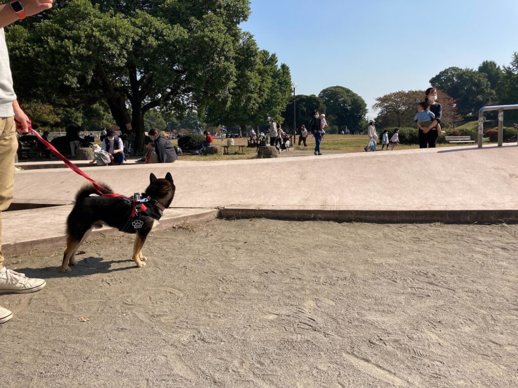 公園を眺める犬