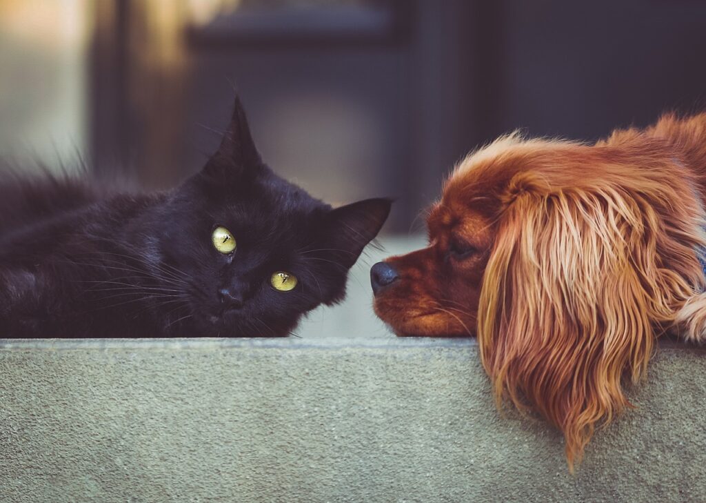 顔を寄せる猫と犬