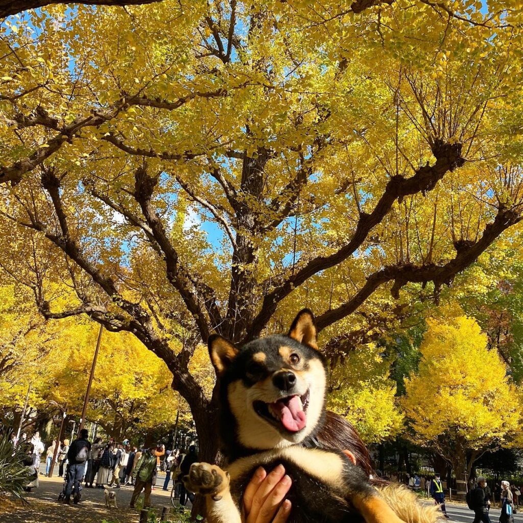 抱っこされている犬