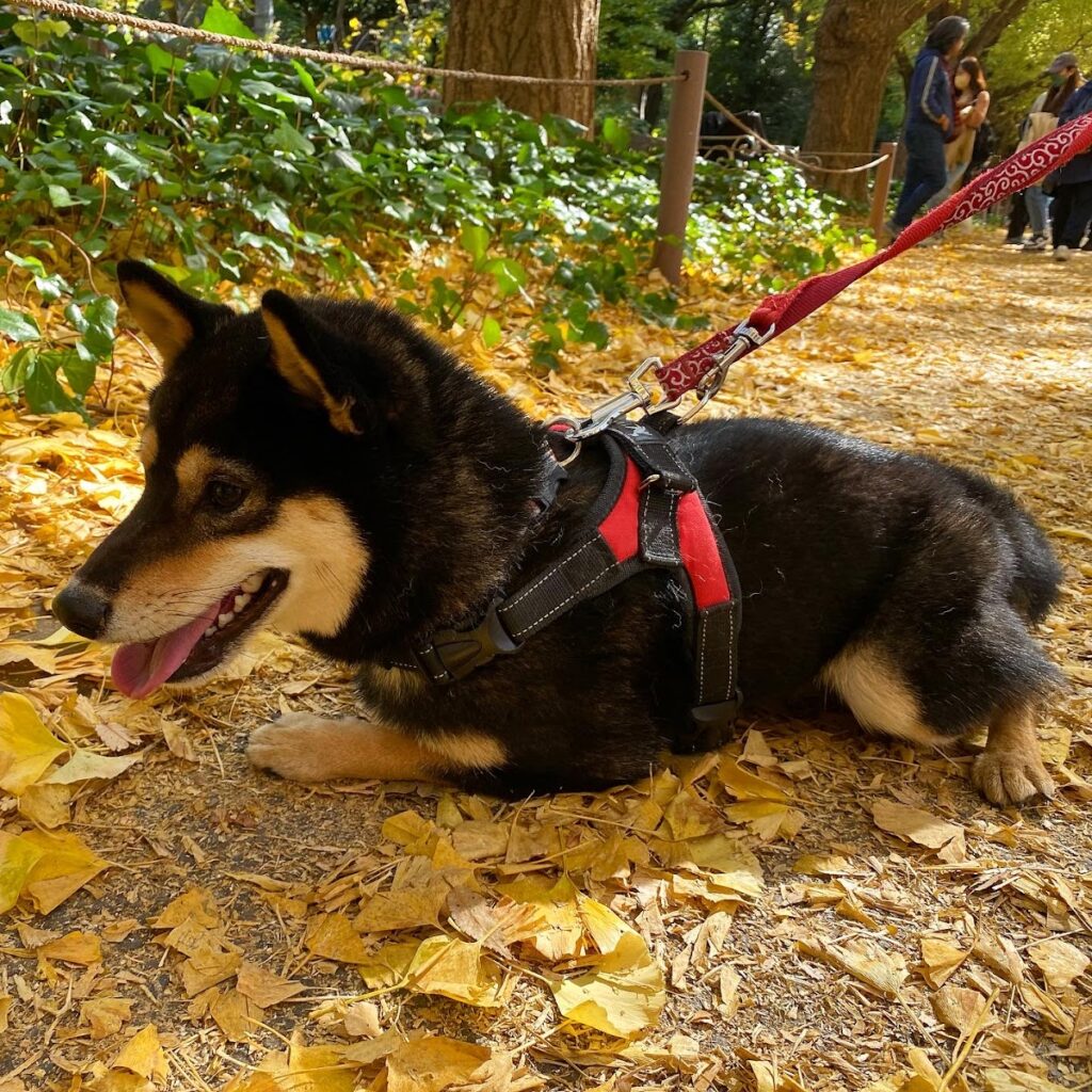 いちょうのうえで伏せしている犬