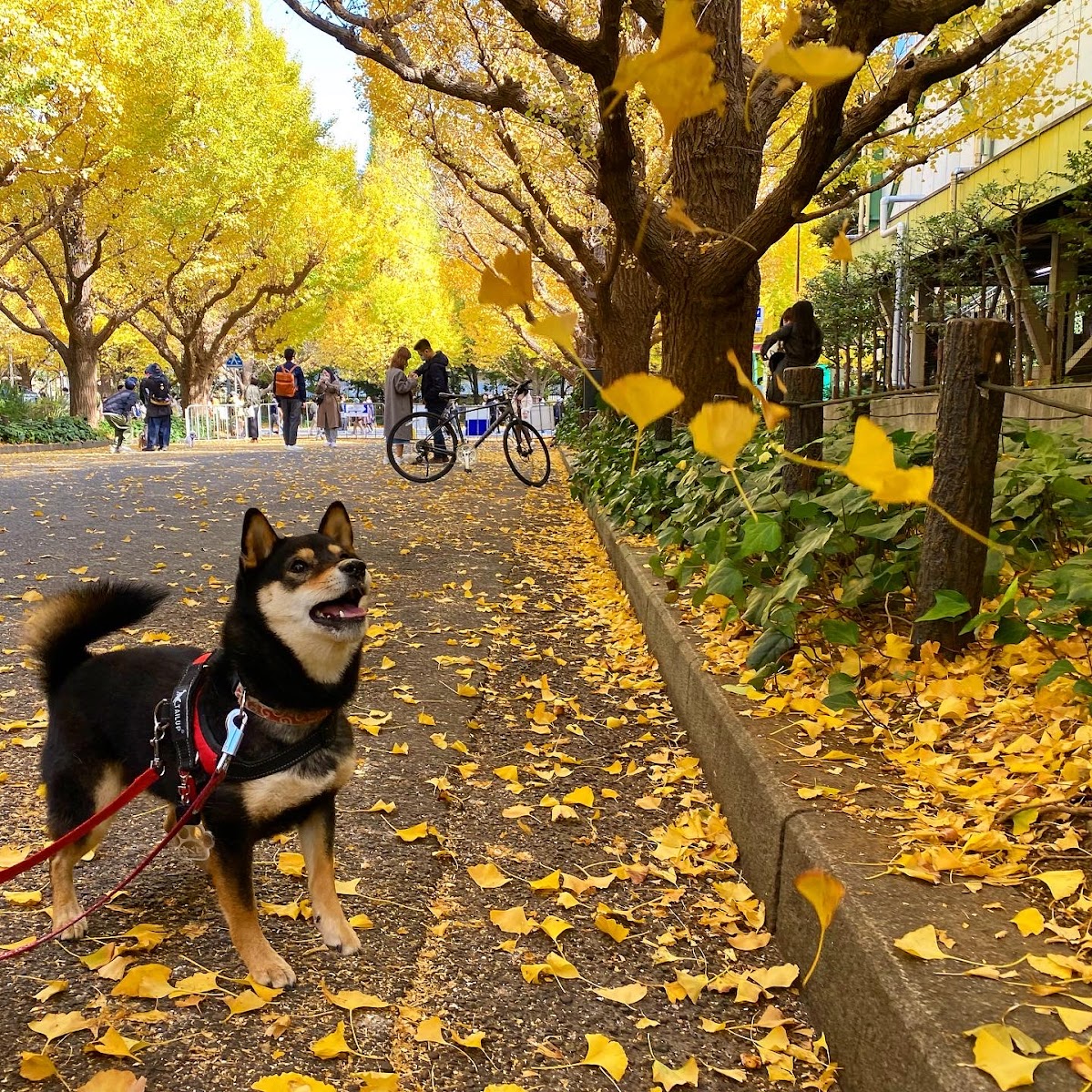 いちょう並木と犬