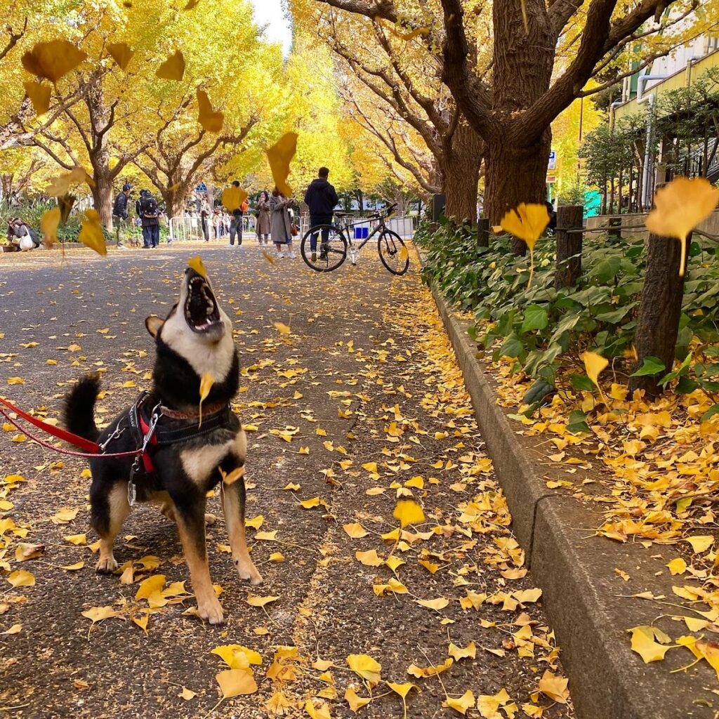 いちょうを食べようとしている犬