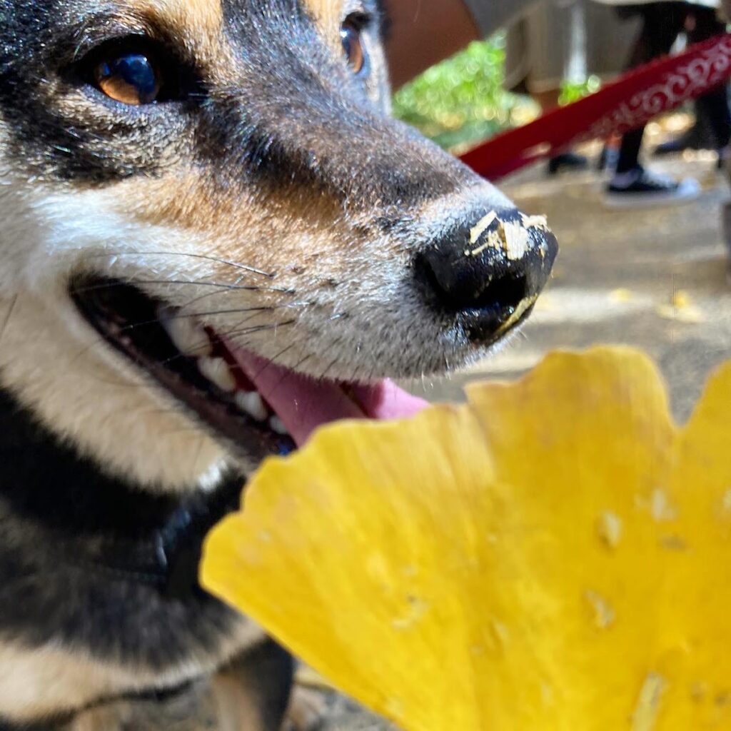 いちょうの葉と犬