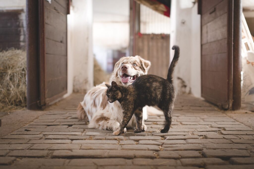 笑う犬と尻尾を立てる猫