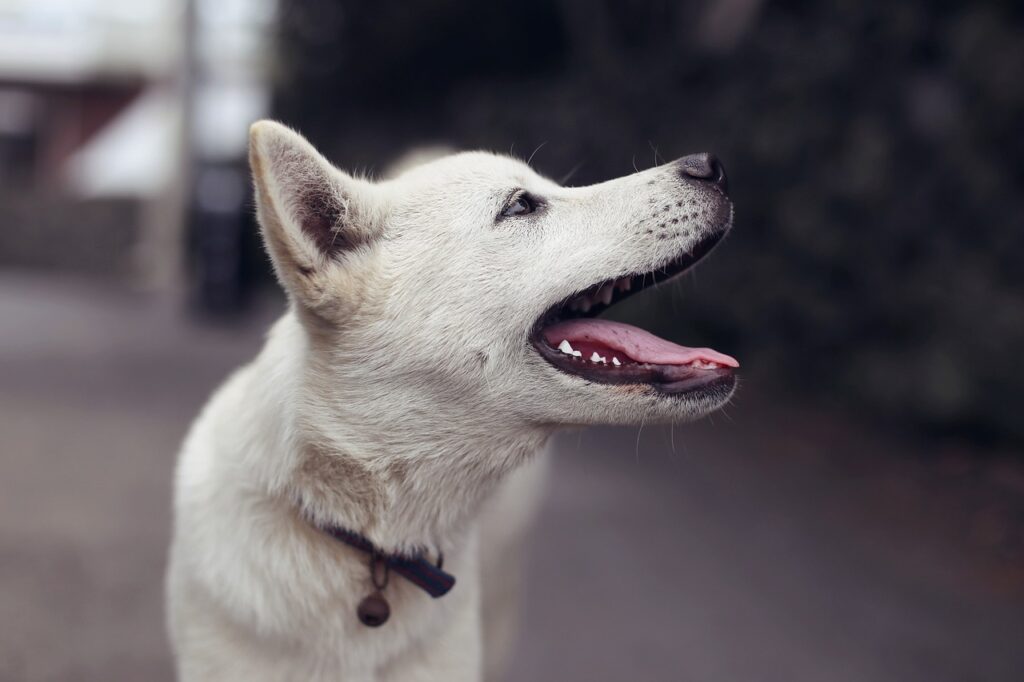 吠える白い犬