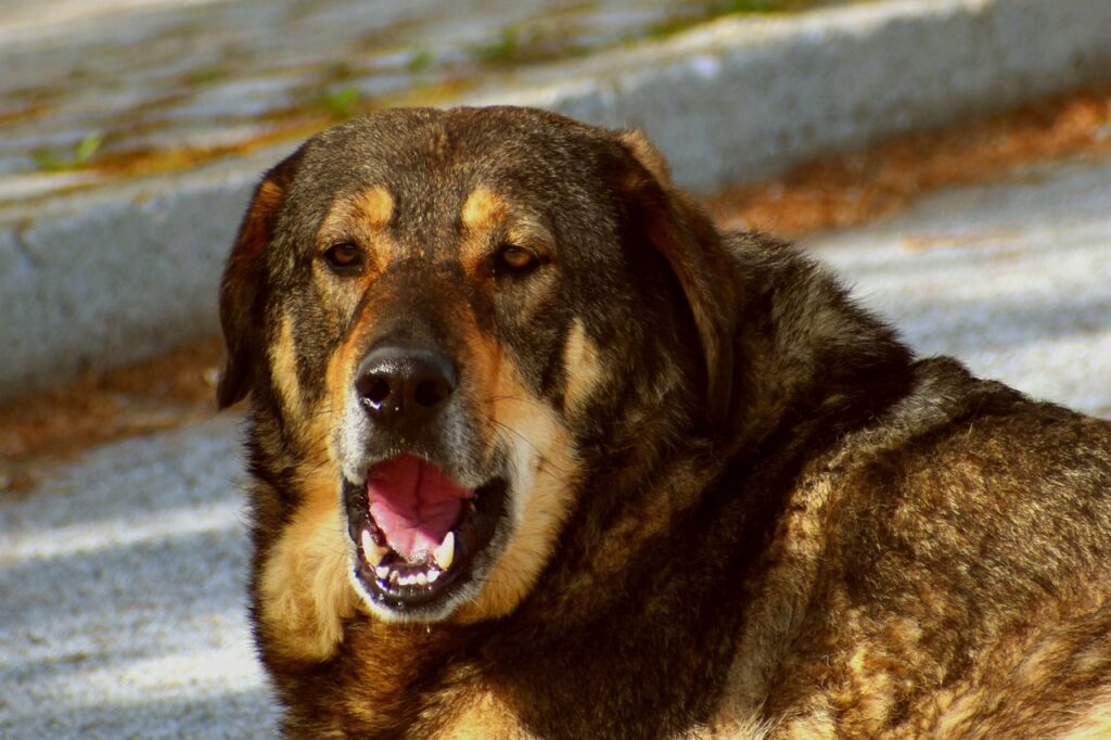 吠える大型犬