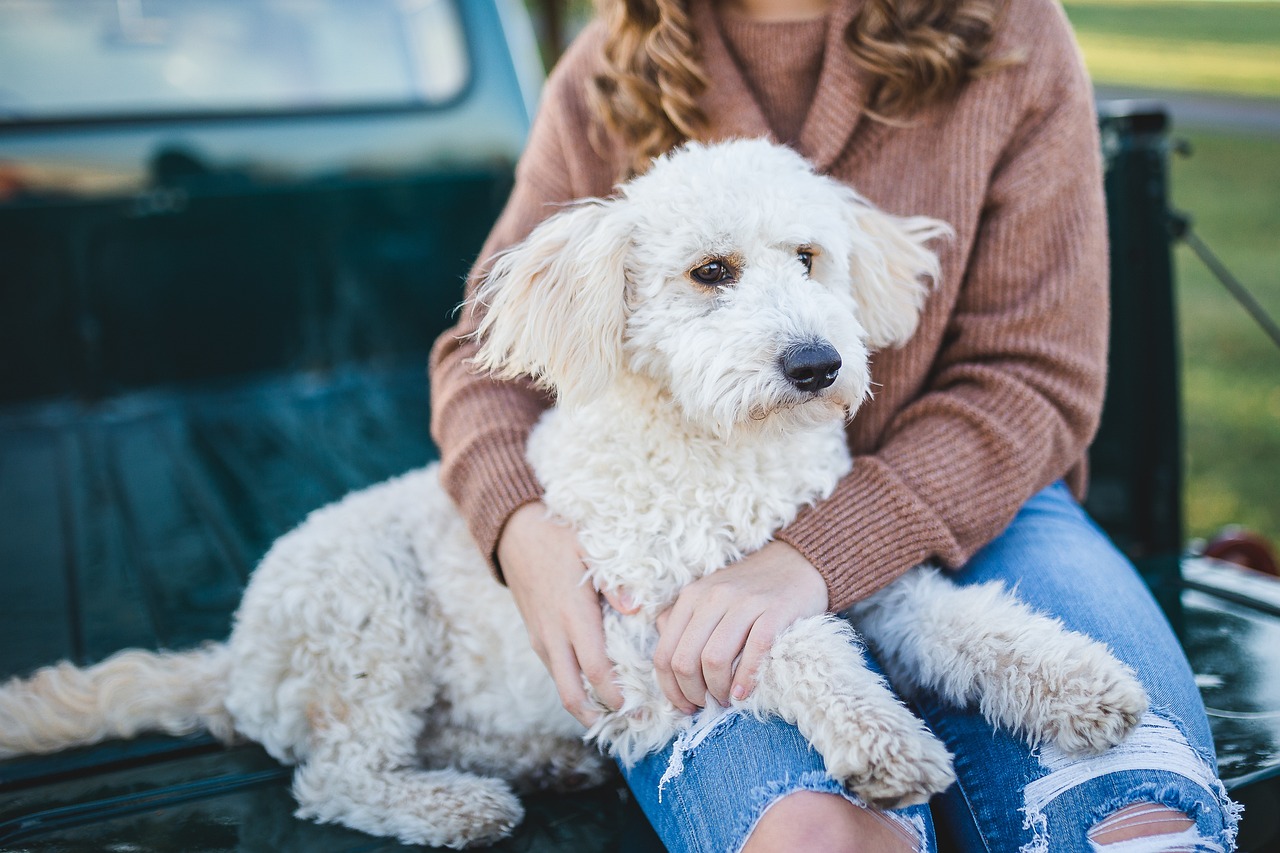 人に身体をつける犬