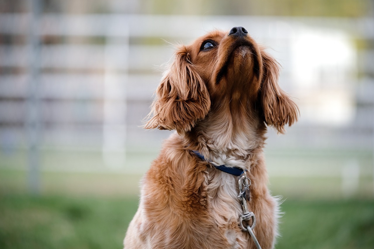 吠えそうな犬