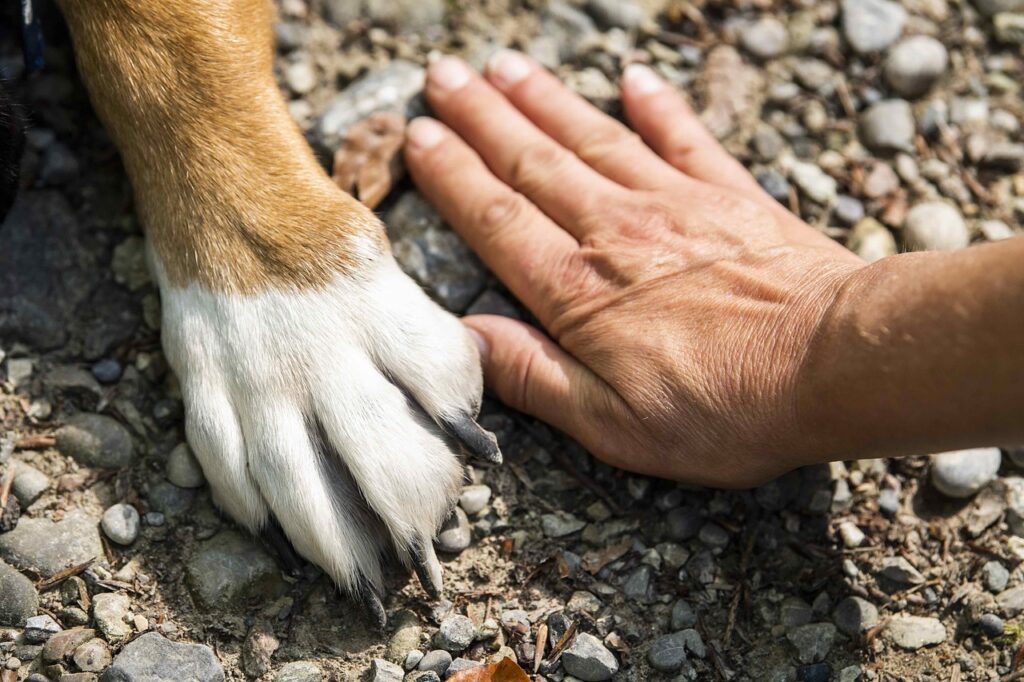 犬の足と人の手