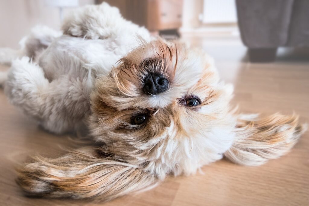 寝ている犬