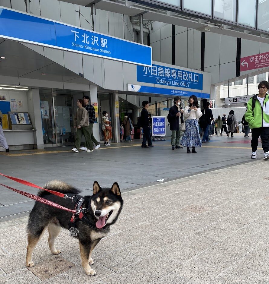 下北沢駅と黒柴