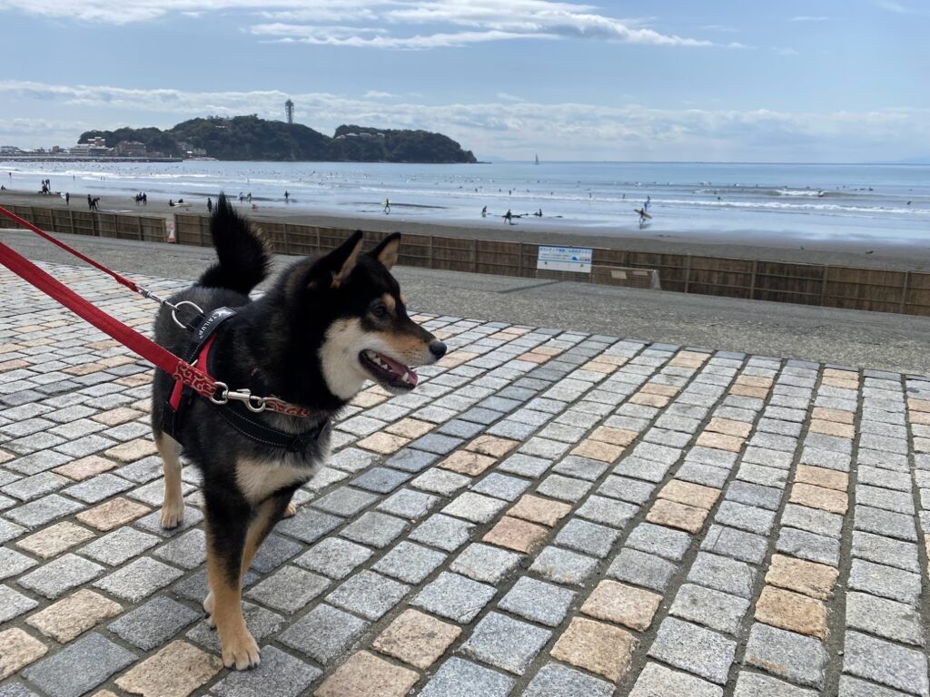 鵠沼海岸を見つめる黒柴