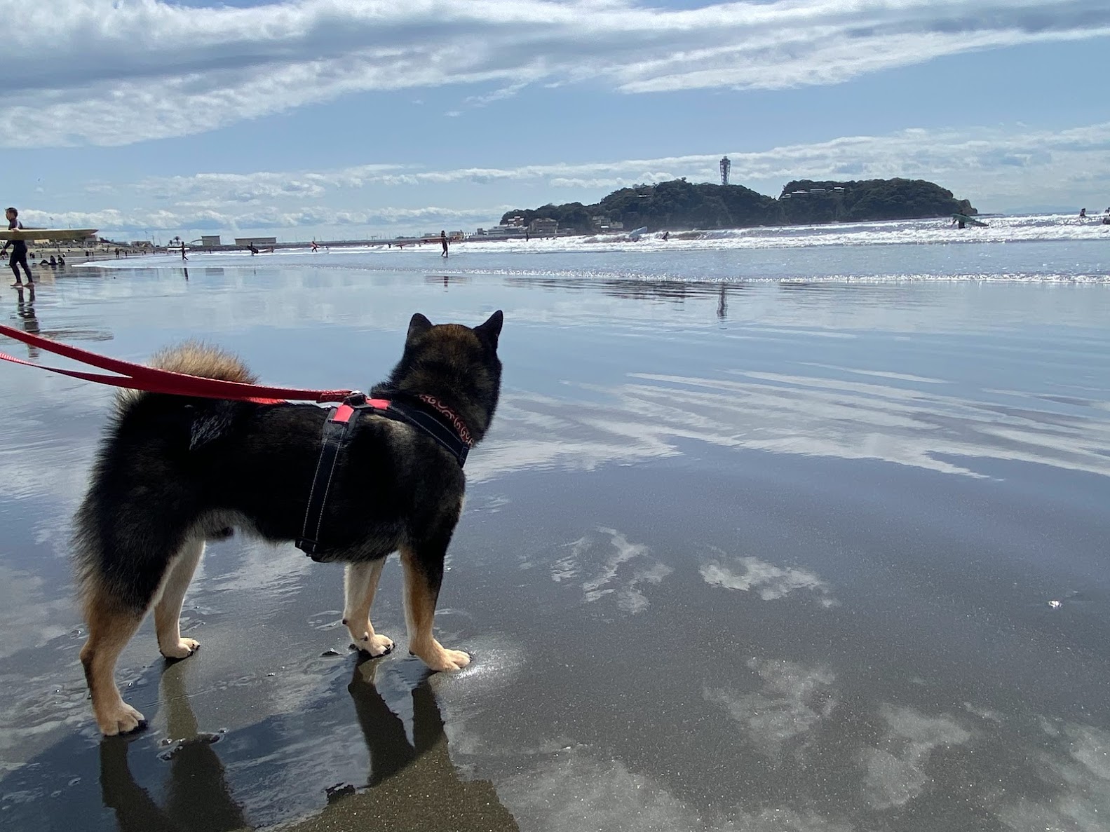 江の島を見つめる黒柴