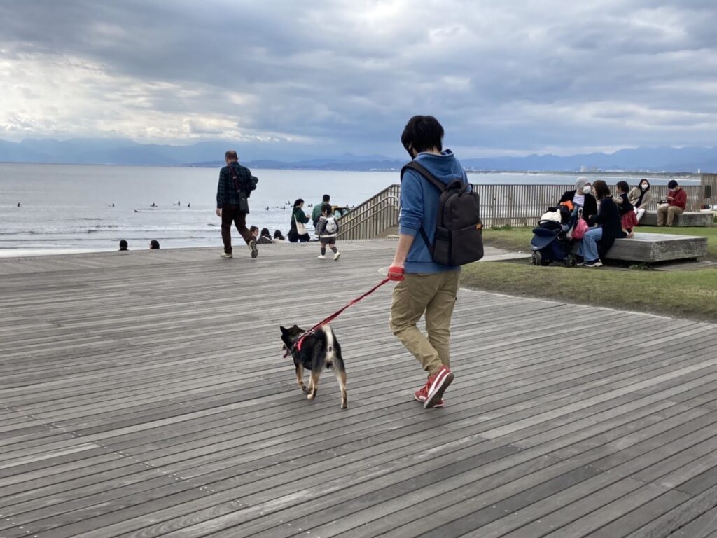 鵠沼海岸を歩く黒柴