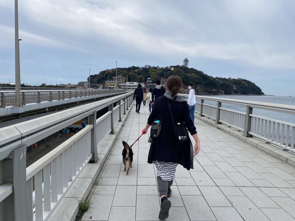 江の島大橋を歩く黒柴