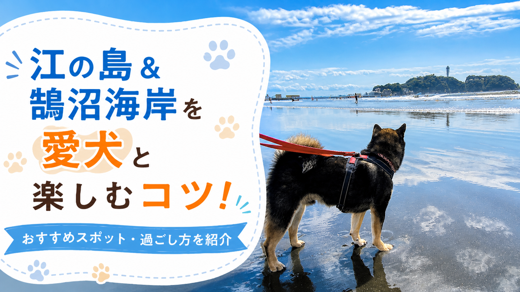 江の島を見つめる黒柴