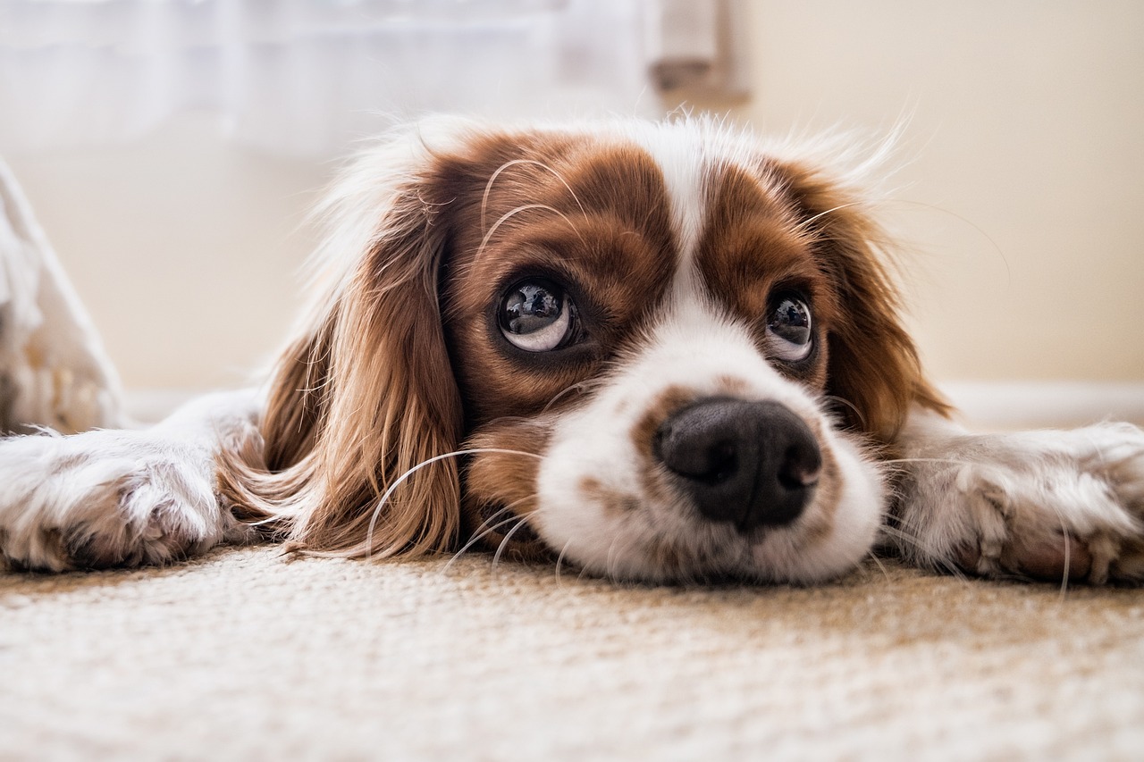 見つめる犬