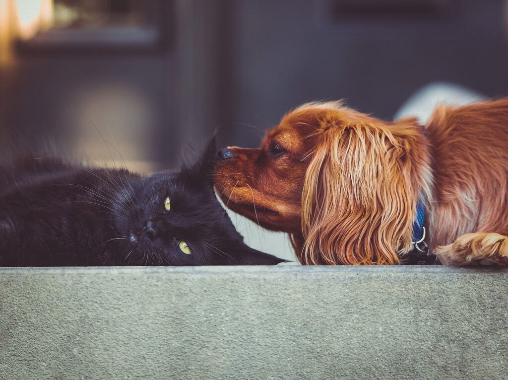 犬と猫