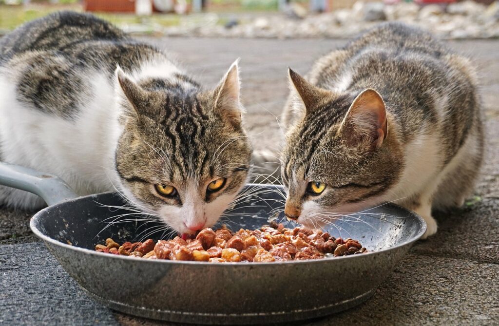 食事中の猫