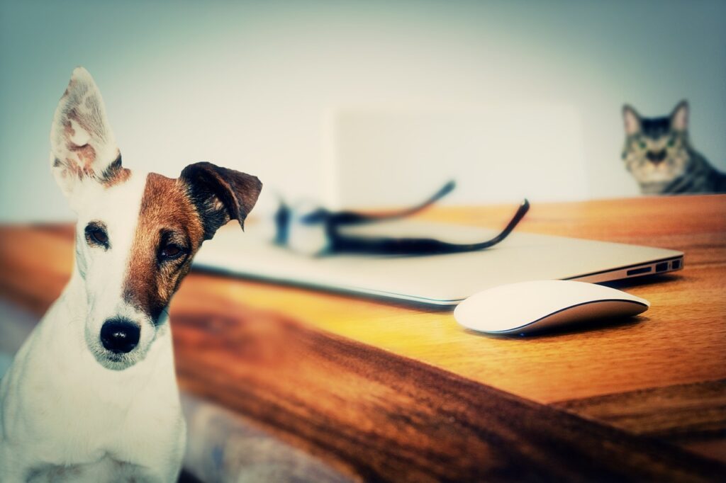 犬と猫