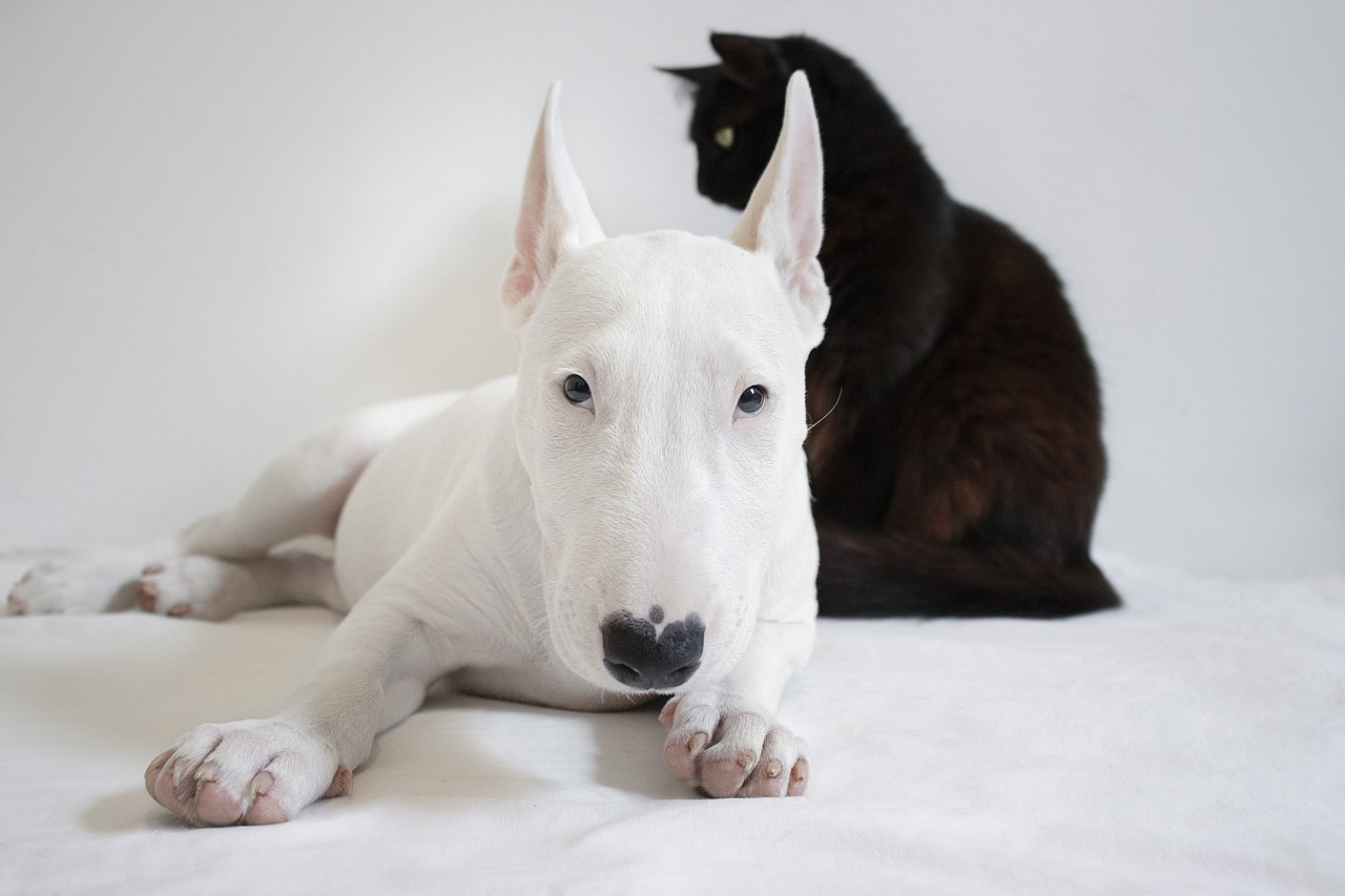 犬と猫