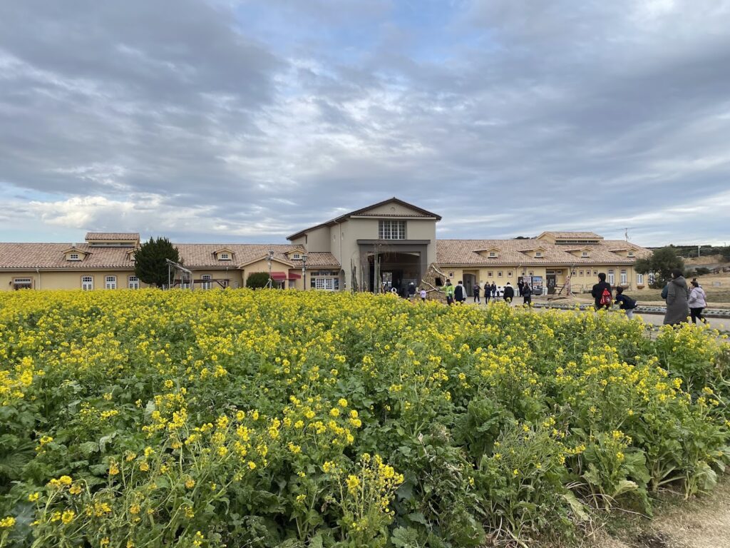 菜の花畑と建物