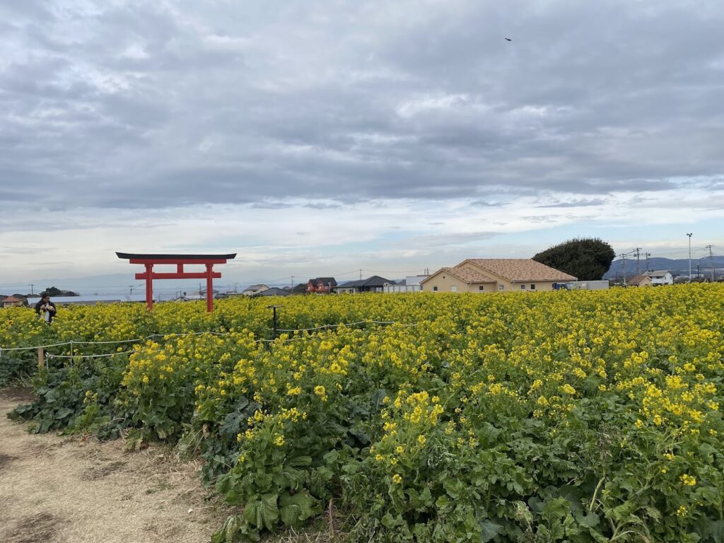 菜の花畑