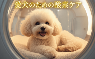 酸素室でくつろぐワンコ