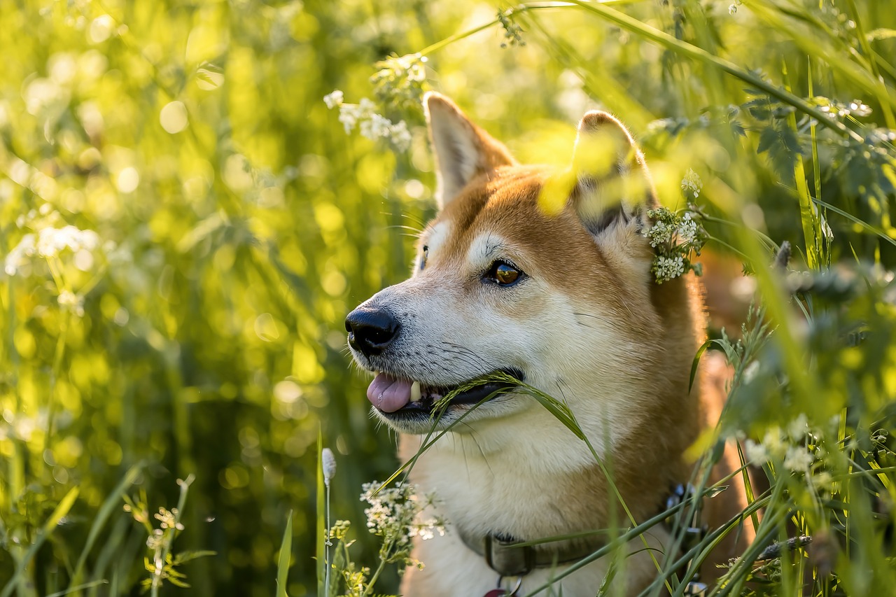 草むらにいる柴犬