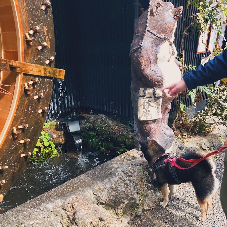 水を見ている犬