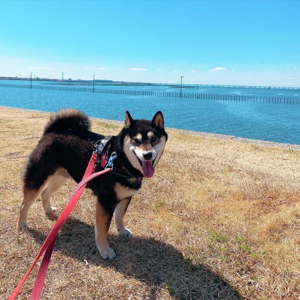 袖ヶ浦海浜公園の海辺の景色と犬