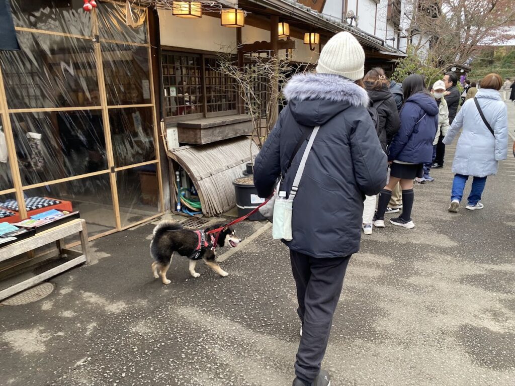 深大寺の参道を散策する犬