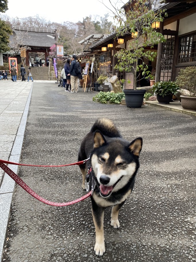 深大寺の参道を歩く犬