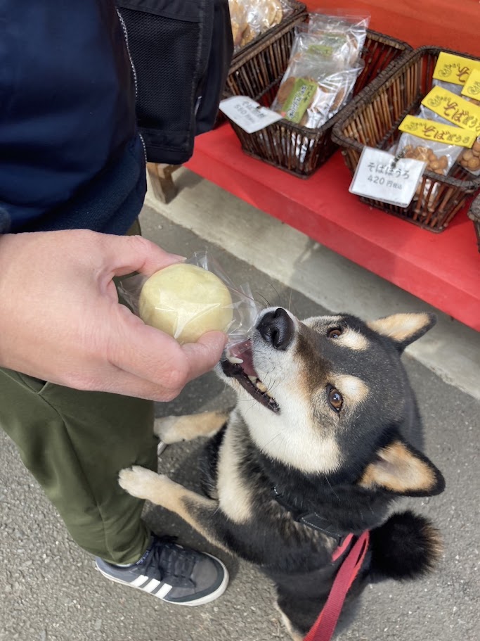 饅頭が気になる犬