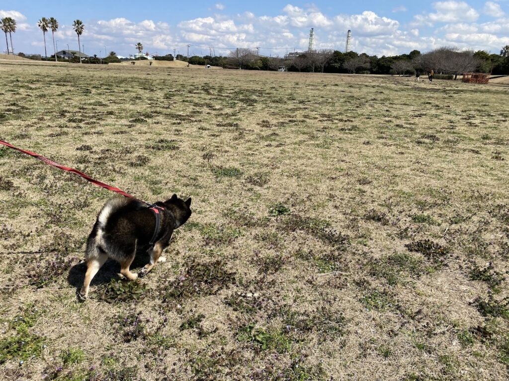 袖ヶ浦海浜公園の広場
