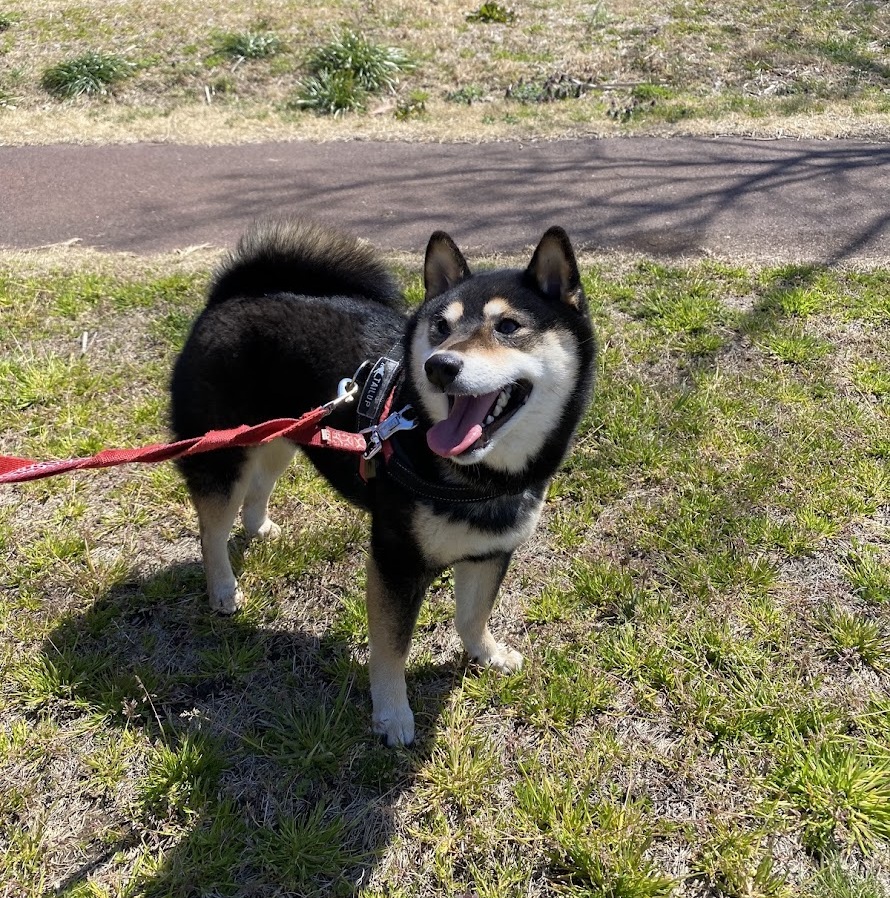 袖ヶ浦海浜公園の広場で笑う犬