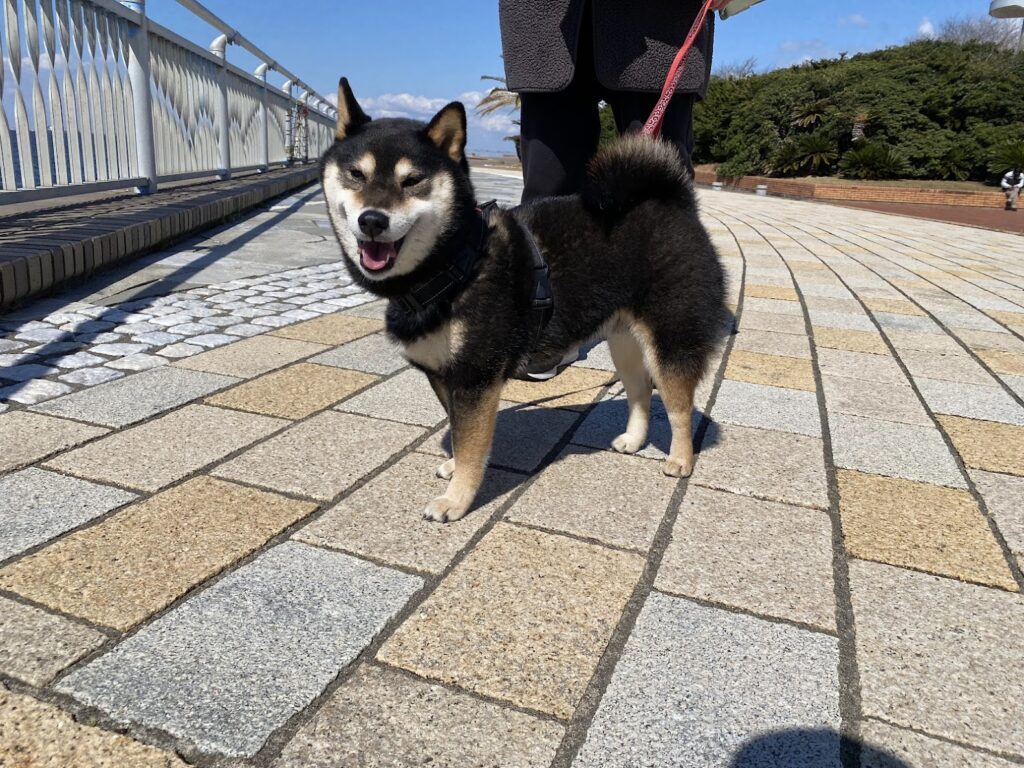 袖ヶ浦海浜公園の遊歩道と犬