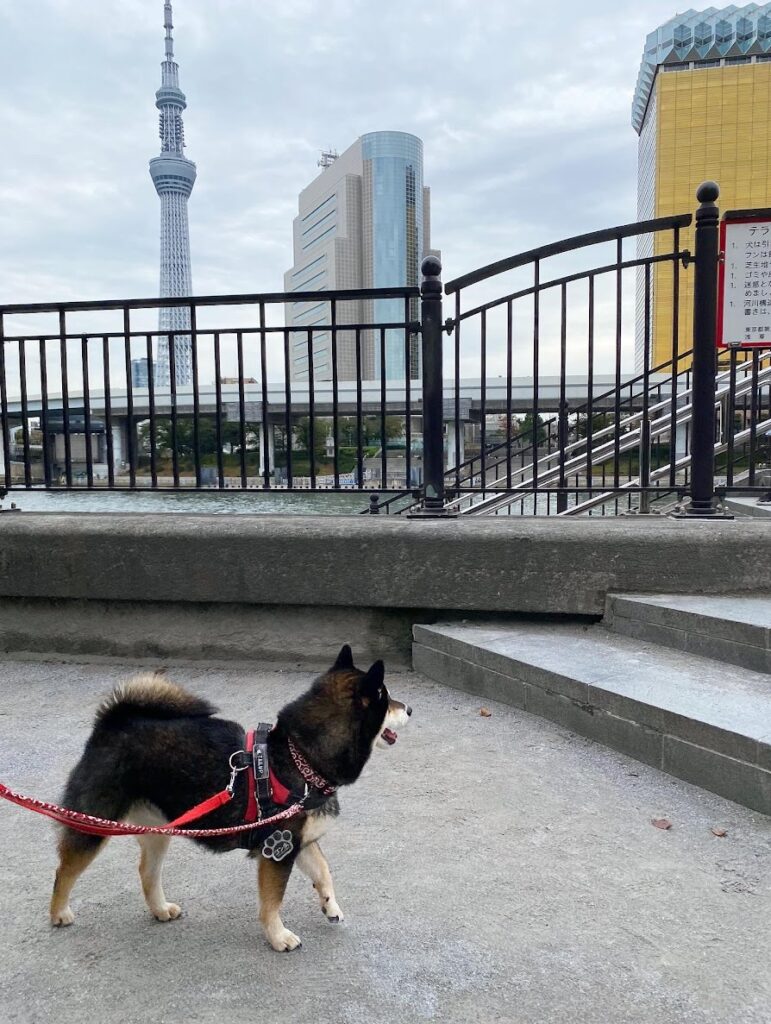 愛犬とスカイツリー